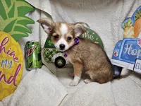 Forest Ranger (longer fur), a male Chihuahua for sale in Annapolis, MD – Photo 8 of 8