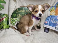 Forest Ranger (longer fur), a male Chihuahua for sale in Annapolis, MD – Photo 1 of 8