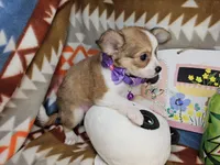 Ranger (longer fur), a male Chihuahua for sale in Annapolis, MD – Photo 4 of 4