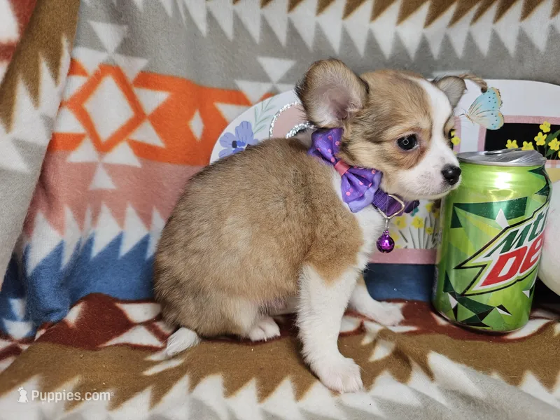 Ranger (longer fur) – Chihuahua puppy for sale in Annapolis, MD