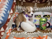 Ranger (longer fur), a male Chihuahua for sale in Annapolis, MD – Photo 1 of 4