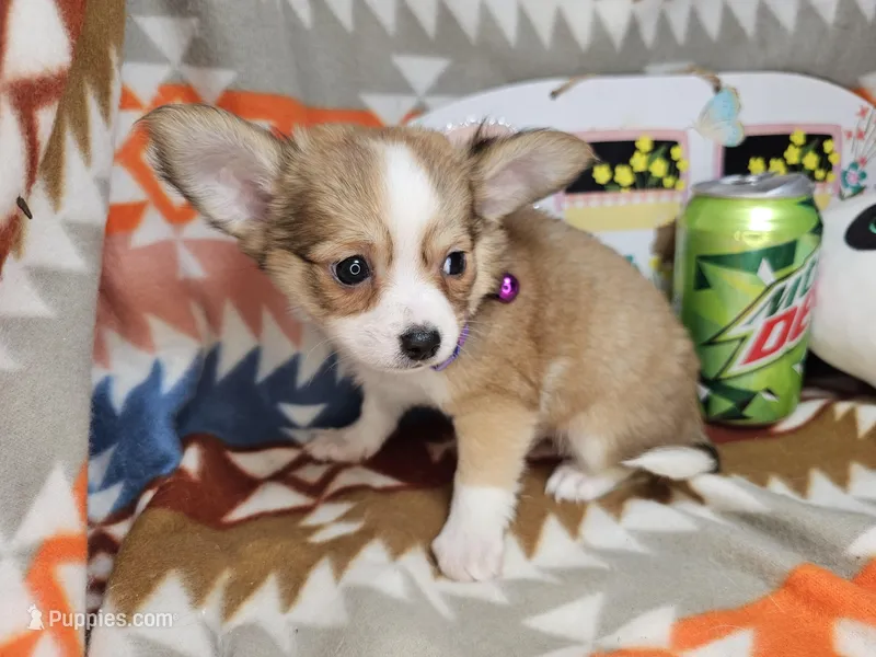 Forest Ranger (longer fur) – Chihuahua puppy for sale in Annapolis, MD