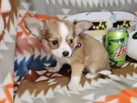 Ranger (longer fur), a male Chihuahua for sale in Annapolis, MD – Photo 2 of 4