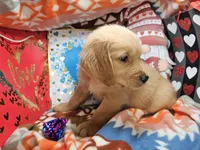 Gizmo [Hold] (Red Coat), a male Golden Retriever for sale in Annapolis, MD – Photo 4 of 4