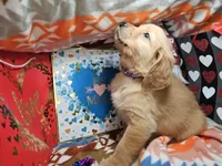 Gizmo [Hold] (Red Coat), a male Golden Retriever for sale in Annapolis, MD – Photo 3 of 4