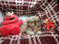 Denzel - Sable, a male Pekingese for sale in Annapolis, MD – 4 of 5