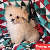 Domino (Pom + Peke), a male Pekingese and Pomeranian for sale in Annapolis, MD – Photo 2 of 3