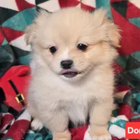 Domino (Pom + Peke), a male Pekingese and Pomeranian for sale in Annapolis, MD – Photo 3 of 3