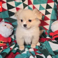 Domino (Pom + Peke), a male Pekingese and Pomeranian for sale in Annapolis, MD – Photo 1 of 3
