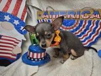 Astro (Blue Tri), a male Chihuahua for sale in Annapolis, MD – 9 of 10