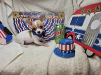 Puck (T-cup), a male Chihuahua for sale in Annapolis, MD – 1 of 8