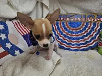Puck (T-cup), a male Chihuahua for sale in Annapolis, MD – 7 of 8