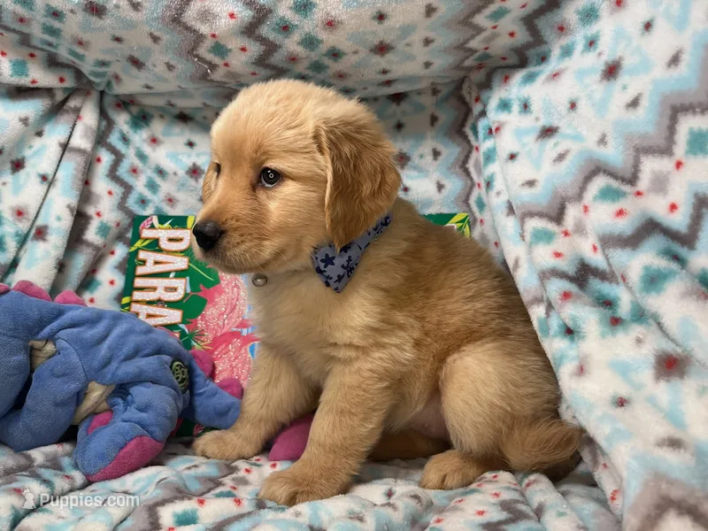 Gia  – Golden Retriever puppy for sale in Annapolis, MD