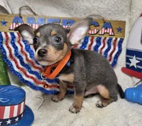 Astro (Blue Tri), a male Chihuahua for sale in Annapolis, MD – 4 of 10