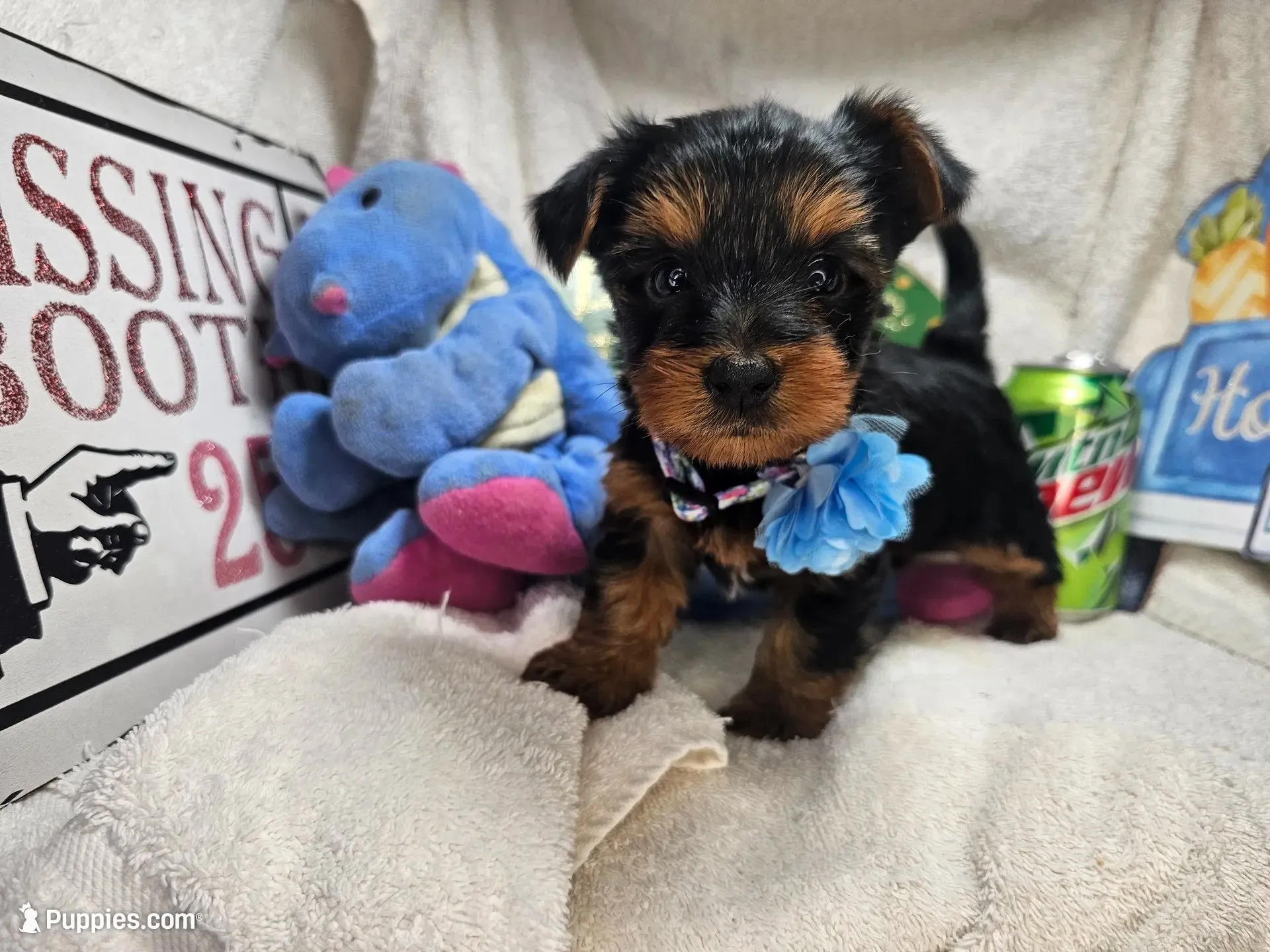 Sly (hold), a male Yorkshire Terrier for sale in Annapolis, MD – 1 of 4