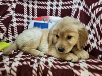 Buttercup , a female Golden Retriever for sale in Annapolis, MD – 2 of 5