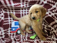 Bambi (F), a female Golden Retriever for sale in Annapolis, MD – 4 of 7