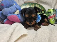 Sly, a male Yorkshire Terrier for sale in Annapolis, MD – 4 of 4