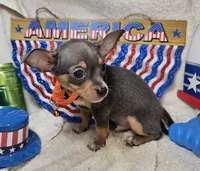 Astro (Blue Tri), a male Chihuahua for sale in Annapolis, MD – 7 of 10
