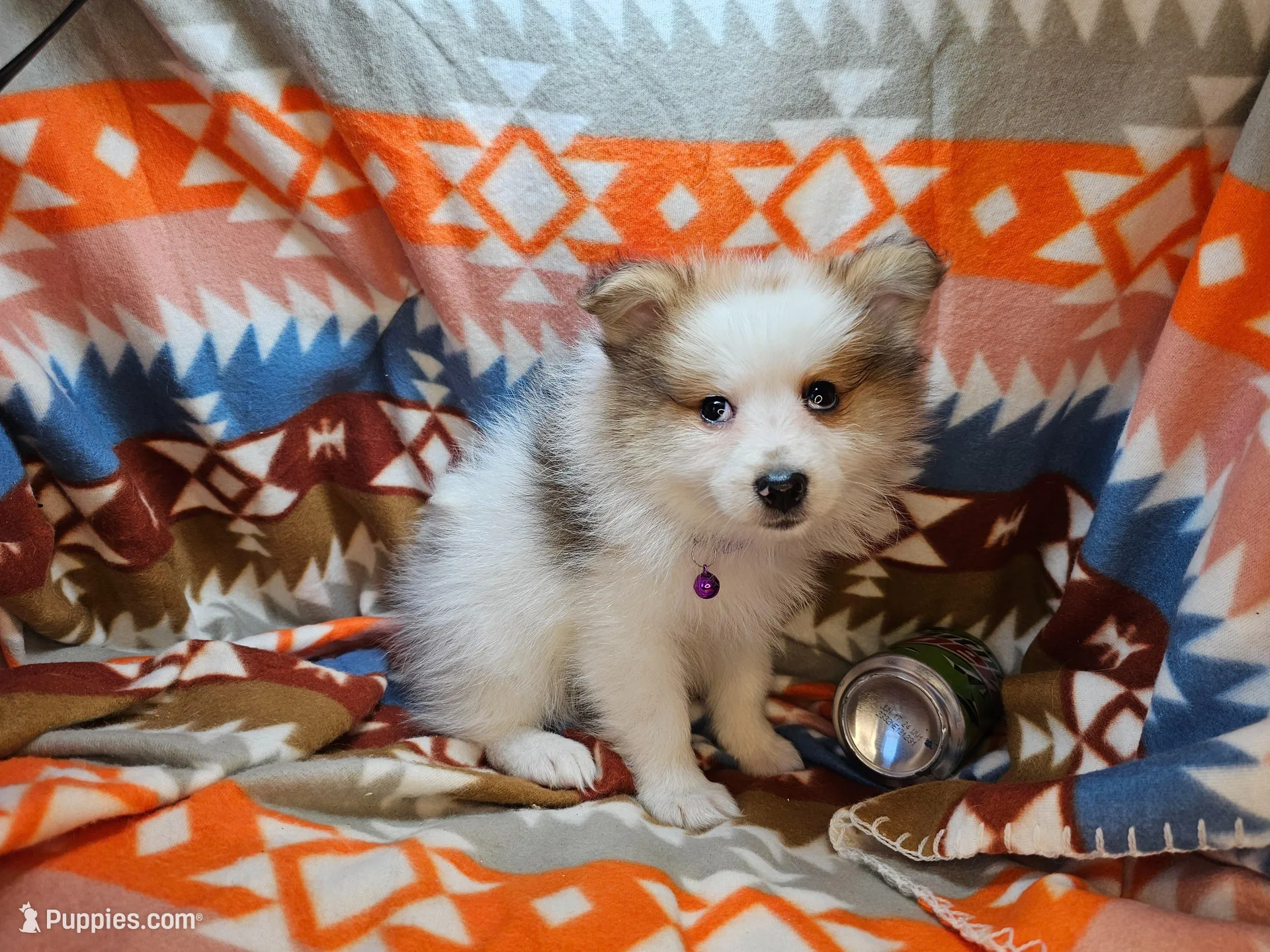 Cadenssy, a  Pomeranian for sale in Annapolis, MD – Photo 3 of 4