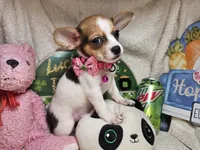 Audry  female, a female Chihuahua for sale in Annapolis, MD – 3 of 5