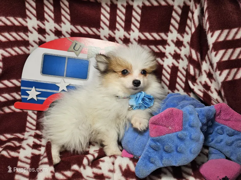 Fido  – Pomeranian puppy for sale in Annapolis, MD