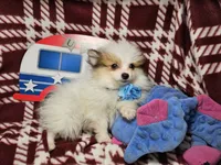 Fido , a male Pomeranian for sale in Annapolis, MD – 2 of 3