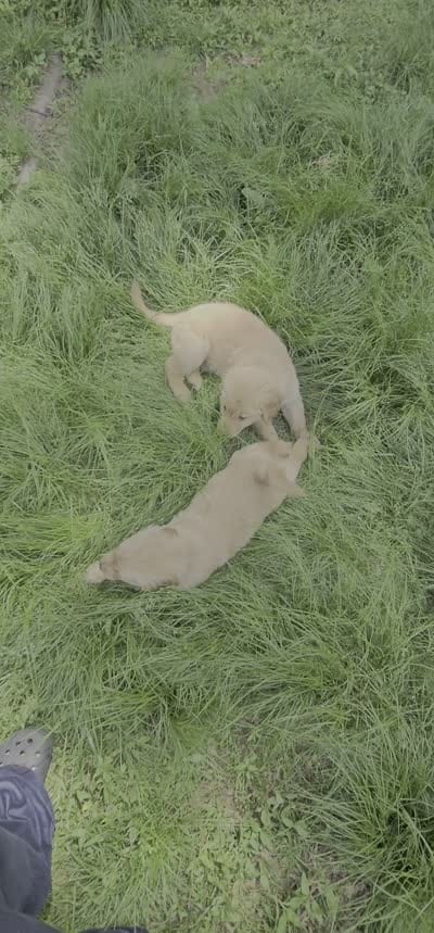 Buttercup , a female Golden Retriever for sale in Annapolis, MD – 5 of 5