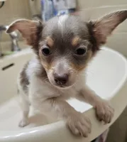 Allybaba (Blue LH), a male Chihuahua for sale in Annapolis, MD – 7 of 8