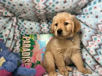 Gia , a female Golden Retriever for sale in Annapolis, MD – 5 of 7