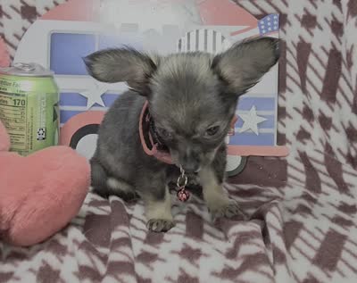 Grizzly LH (4.5 lb), a male Chihuahua for sale in Annapolis, MD – 3 of 3