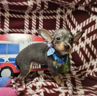 Astro (Blue Tri), a male Chihuahua for sale in Annapolis, MD – 3 of 10