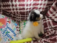 Thea (Tri), a female Pomeranian for sale in Annapolis, MD – 2 of 5