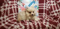 Lemonade (Male), a male Pomeranian for sale in Annapolis, MD – 5 of 6