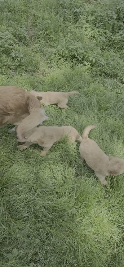 Bambi (F), a female Golden Retriever for sale in Annapolis, MD – 7 of 7