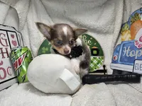 Alibaba Male LH, a male Chihuahua for sale in Annapolis, MD – 3 of 4