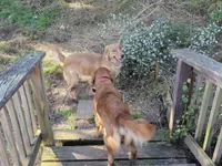 Bruno ( 1 year old), a male Golden Retriever for sale in Annapolis, MD – 4 of 7