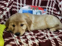 Buttercup , a female Golden Retriever for sale in Annapolis, MD – 4 of 5
