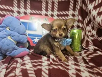 Odin (Long-hair), a male Chihuahua for sale in Annapolis, MD – 1 of 5