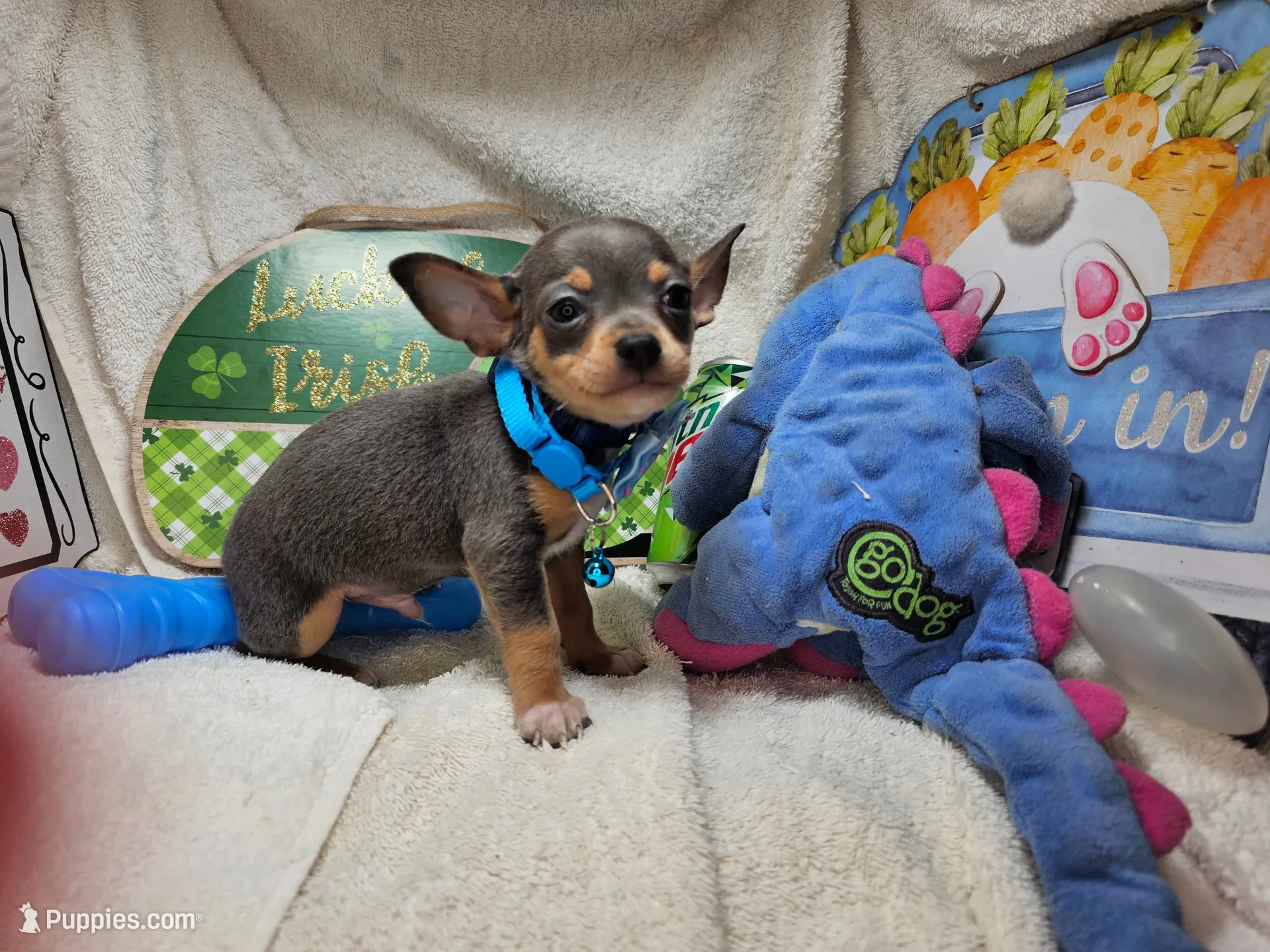 Astro (Blue Tri), a male Chihuahua for sale in Annapolis, MD – 3 of 3