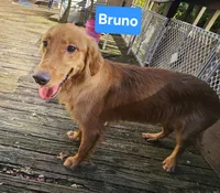 Bruno ( 1 year old), a male Golden Retriever for sale in Annapolis, MD – 6 of 7
