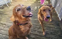 Bruno ( 1 year old), a male Golden Retriever for sale in Annapolis, MD – 5 of 7