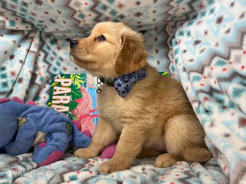 Gia  – Golden Retriever puppy for sale in Annapolis, MD