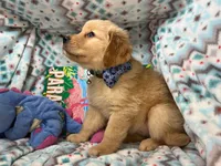 Gia , a female Golden Retriever for sale in Annapolis, MD – 6 of 7