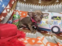 Max (small), a male Chihuahua for sale in Annapolis, MD – Photo 6 of 6