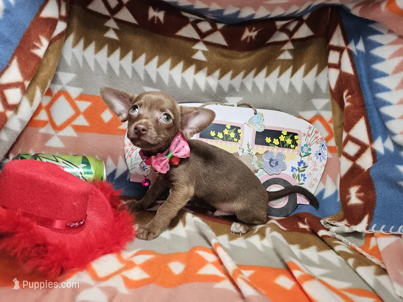 Max (small) – Chihuahua puppy for sale in Annapolis, MD