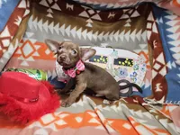 Max (small), a male Chihuahua for sale in Annapolis, MD – Photo 1 of 6