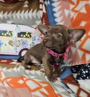 Max (small), a male Chihuahua for sale in Annapolis, MD – Photo 2 of 6