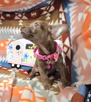 Max (small), a male Chihuahua for sale in Annapolis, MD – Photo 4 of 6