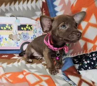 Max (small), a male Chihuahua for sale in Annapolis, MD – Photo 3 of 6